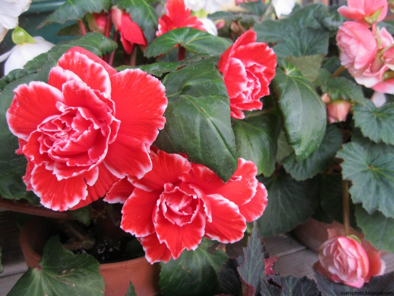 Бегония Picotee Lace Red