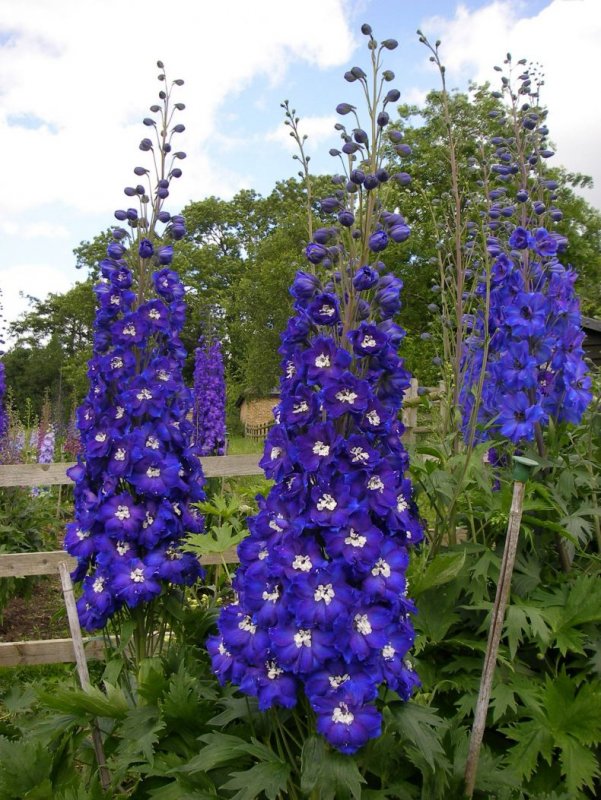 Дельфиниум (Delphinium)
