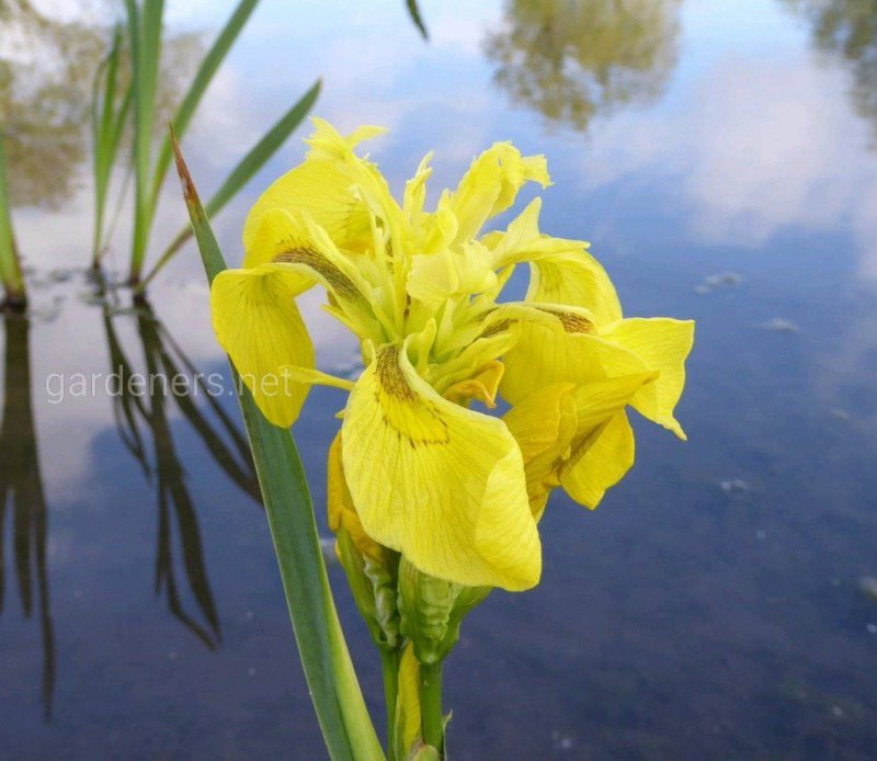Ирис болотный (Iris pseudacorus)