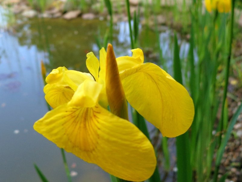 Ирис болотный Iris pseudacorus l.