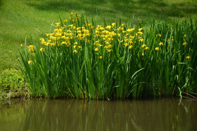 Ирис болотный (Iris pseudacorus)
