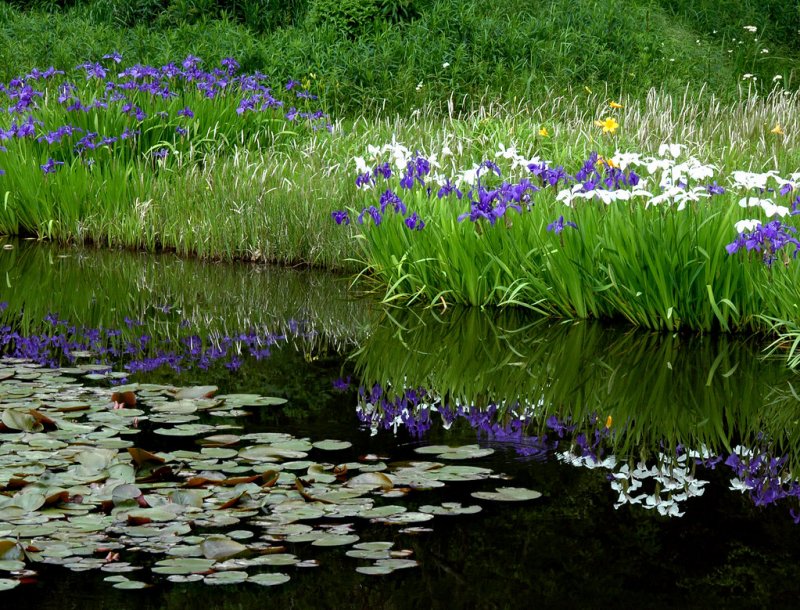 Ирис болотный (Iris pseudacorus)
