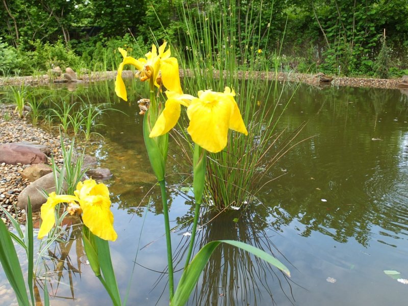 Ирис болотный Iris pseudacorus l.