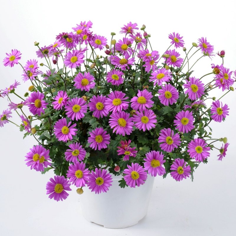 Брахикома Brasco Violet