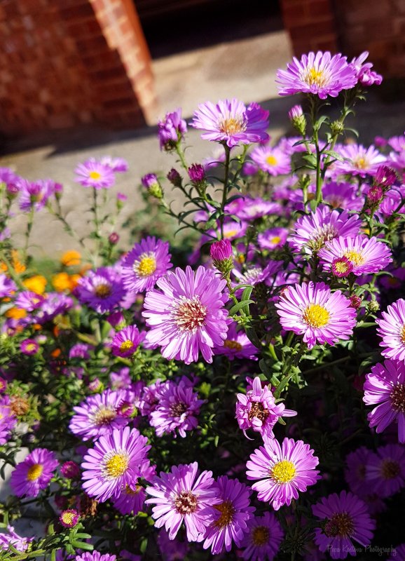 Брахикома fresco Purple