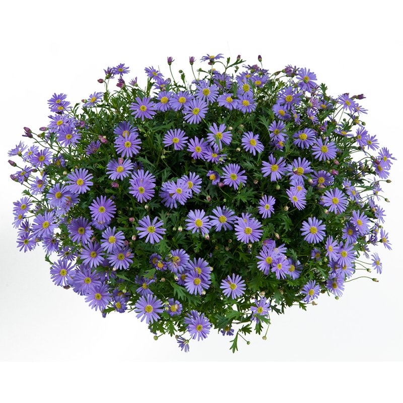 Брахикома fresco Purple