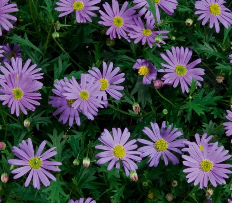 Брахикома Brasco Violet