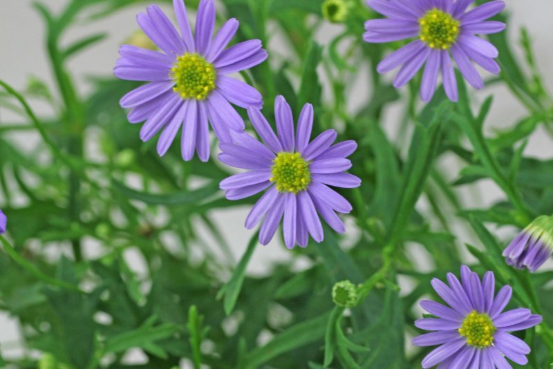 Swan River Daisy цветы