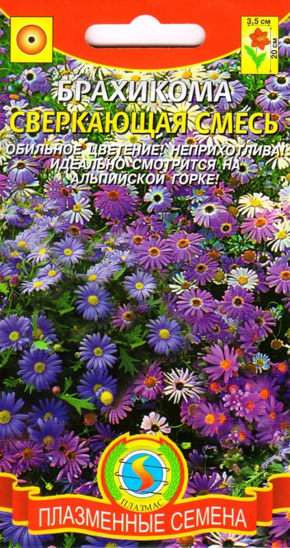 Брахикома с петунией