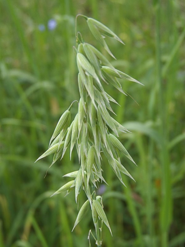 Овёс посевной Avena Sativa l.