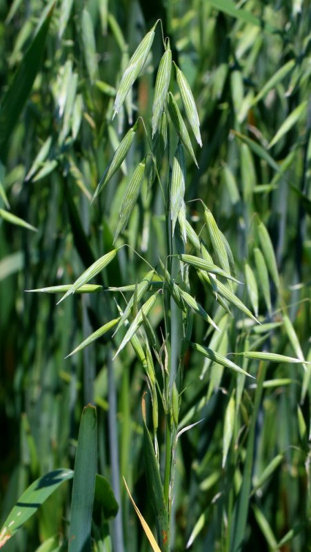 Овёс посевной Avena Sativa l.