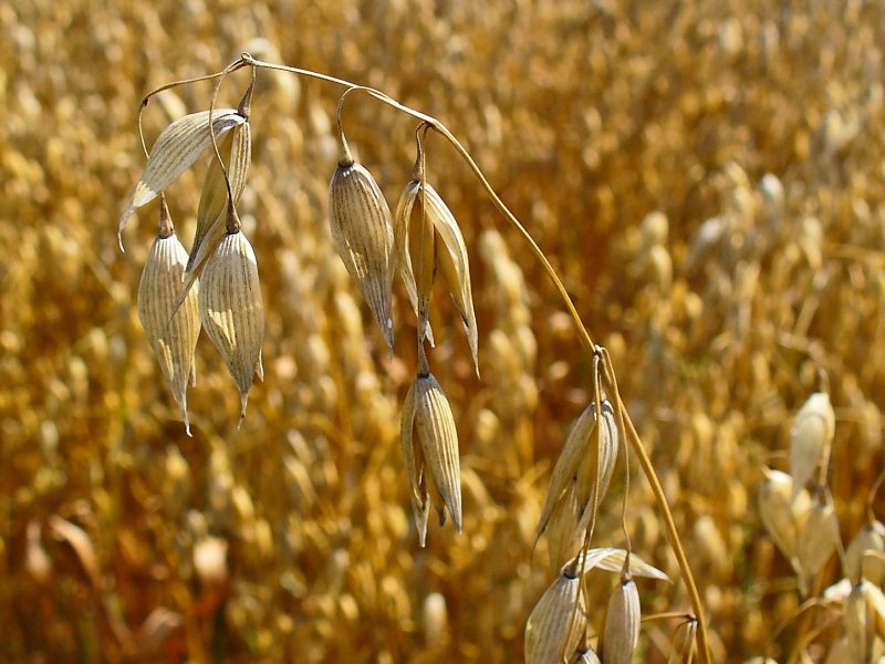 Овес посевной (Avena Sativa)