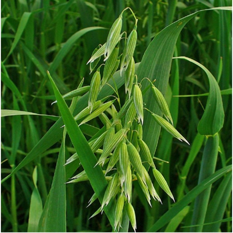 Овес посевной (Avena Sativa)