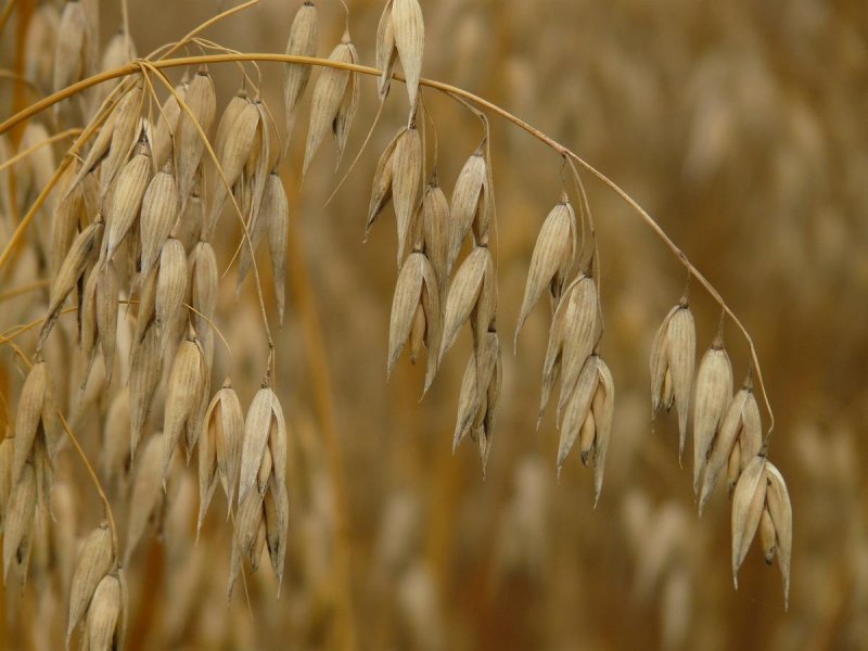 Овес посевной (Avena Sativa)