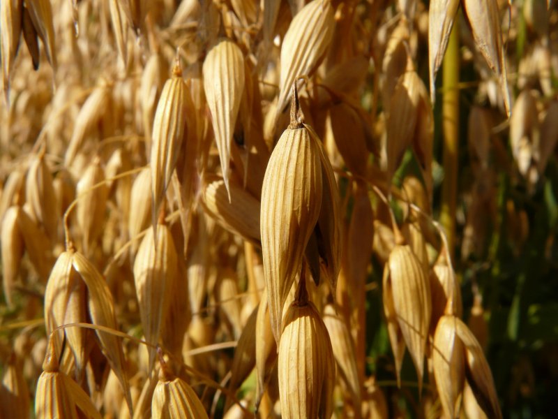 Овес посевной (Avena Sativa)