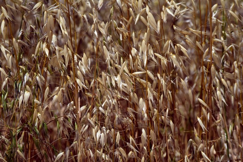 Овёс посевной Avena Sativa l.