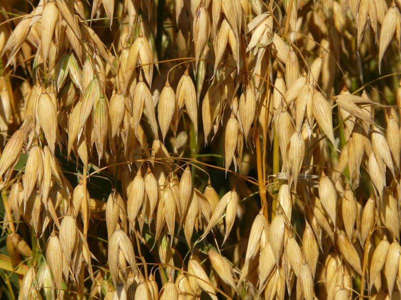 Avena vaviloviana Mordv. — Овёс Вавилова