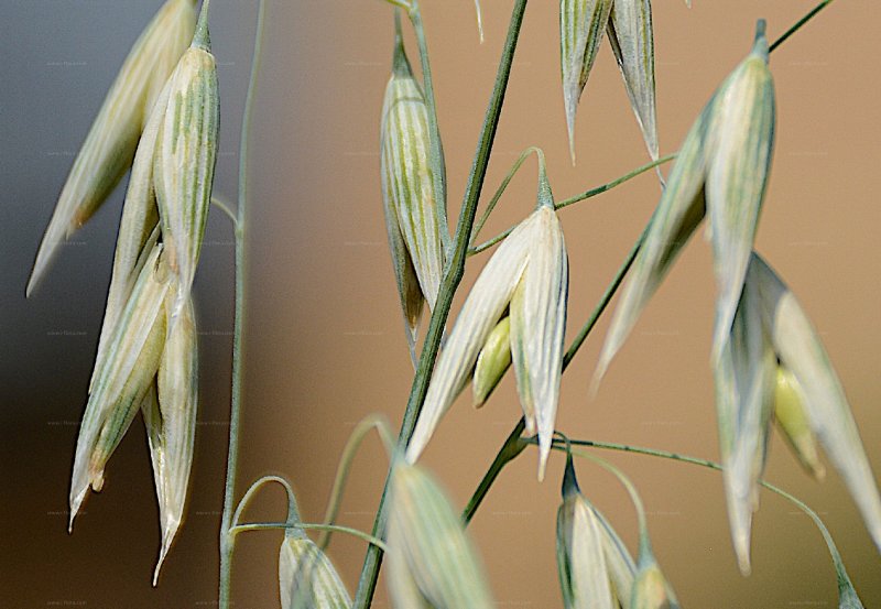 Зерновки овса Avena Sativa