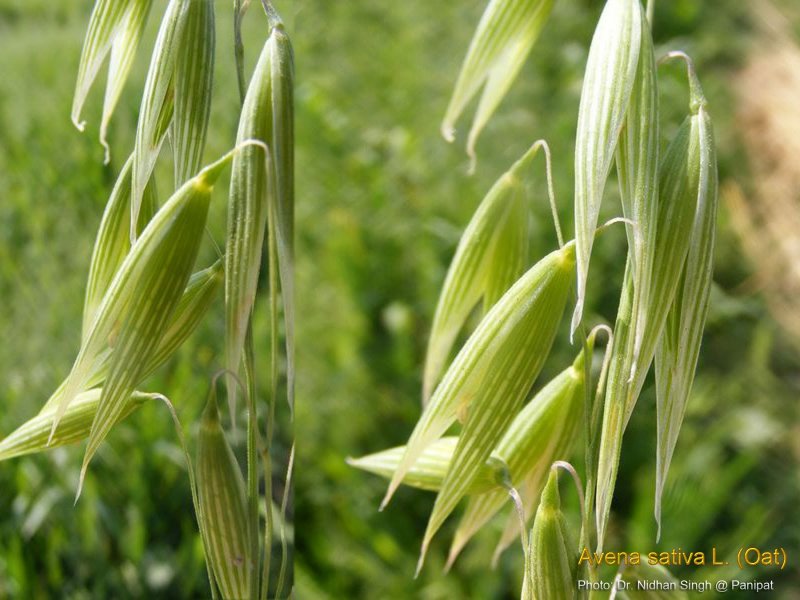 Овса Avena Sativa