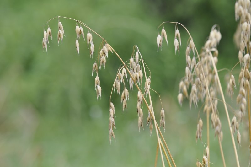 Овес посевной (Avena Sativa)