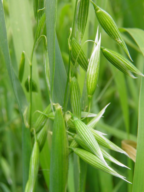 Растение Avena Sativa