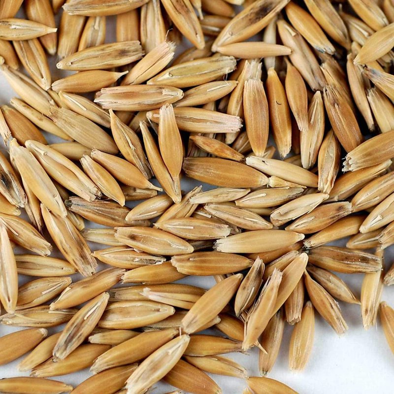 Овес посевной (Avena Sativa)