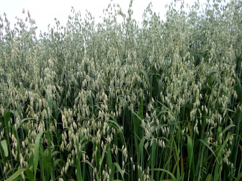 Овес посевной (Avena Sativa)