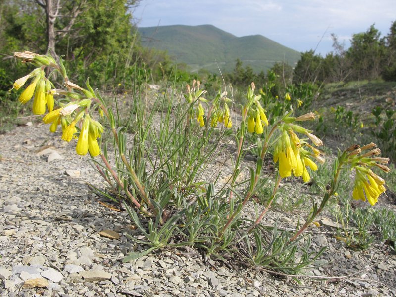 Оносма многолистная (Onosma polyphylla)