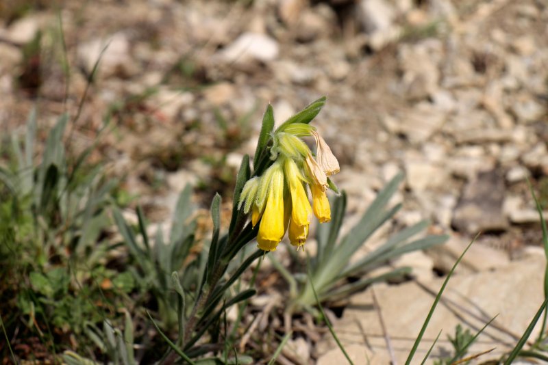 Оносма многолистная (Onosma polyphylla)