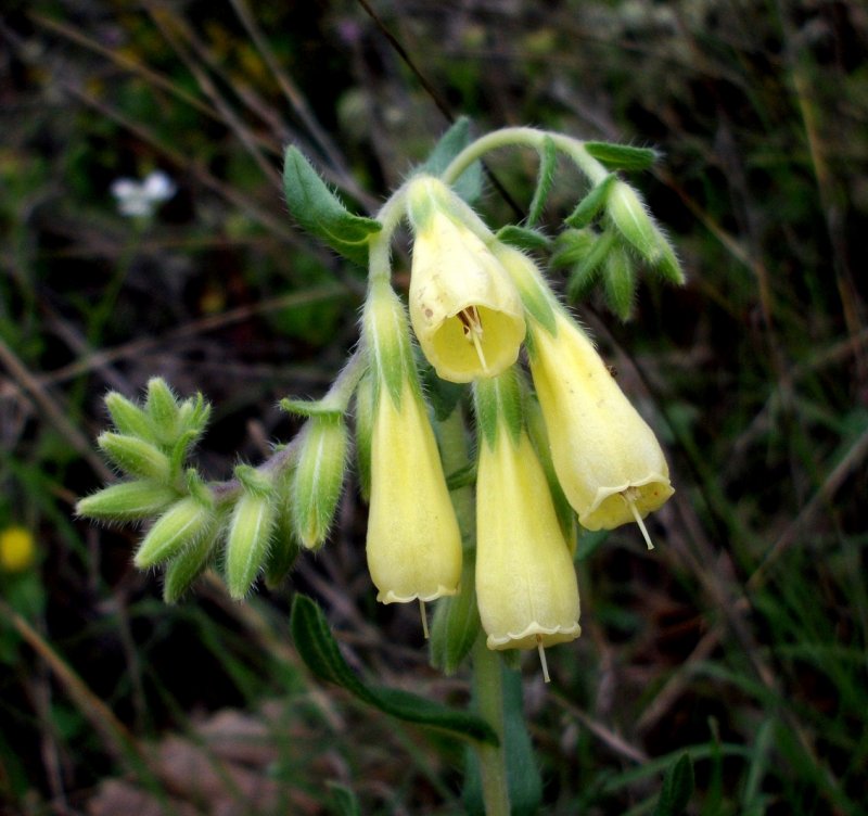 Onosma paniculata