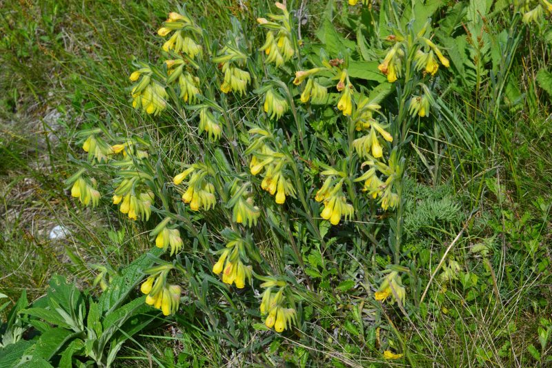 Оносма многолистная (Onosma polyphylla)