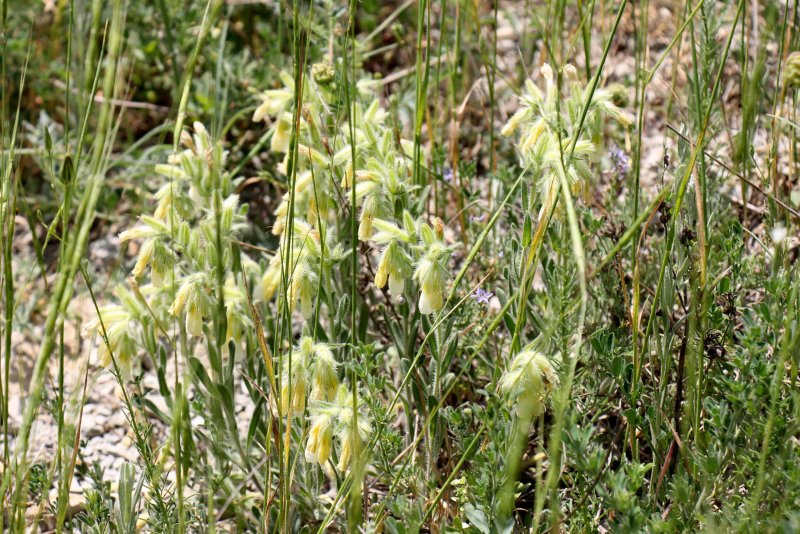Оносма многолистная (Onosma polyphylla)