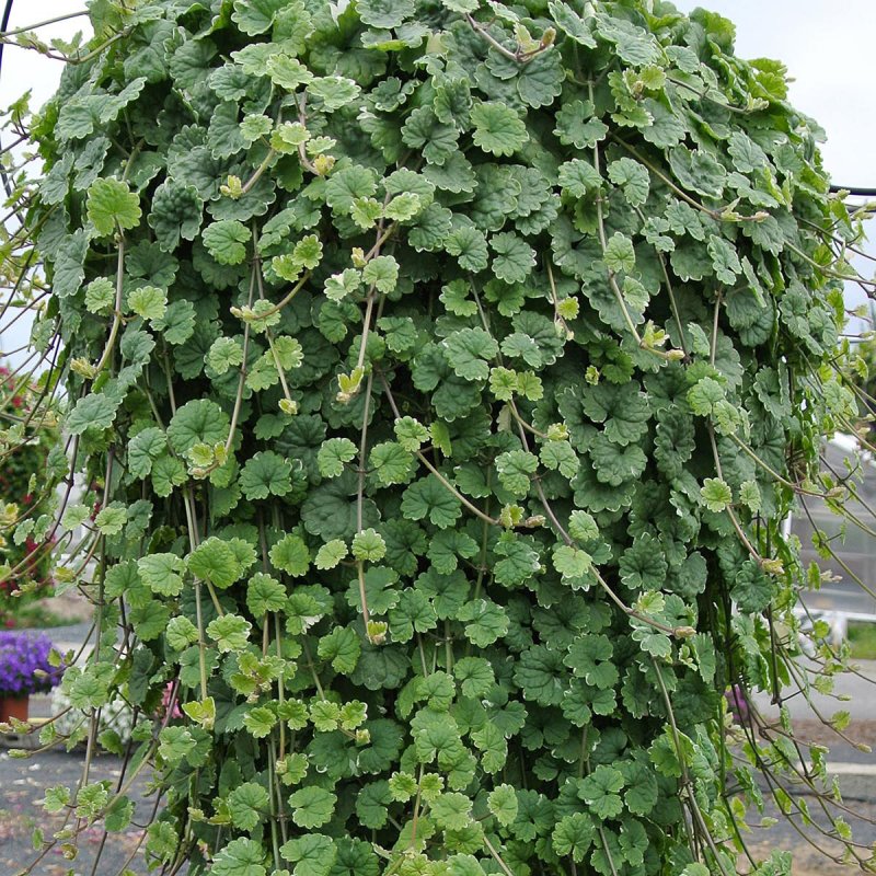 Глехома variegata