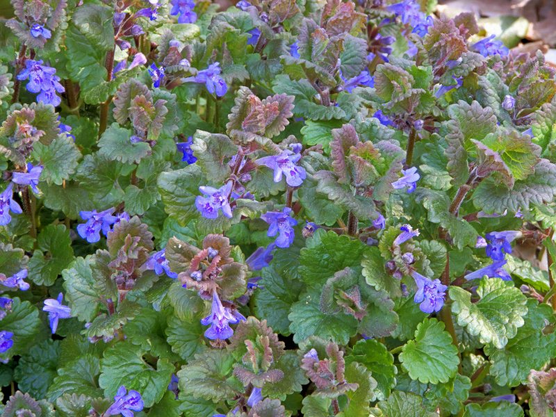 Будра плющевидная variegata
