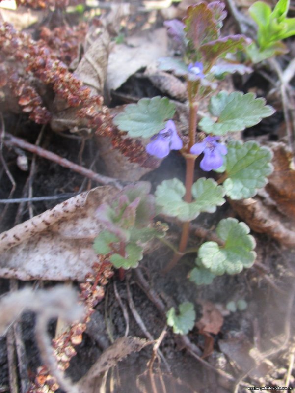 Glechoma hederacea variegata