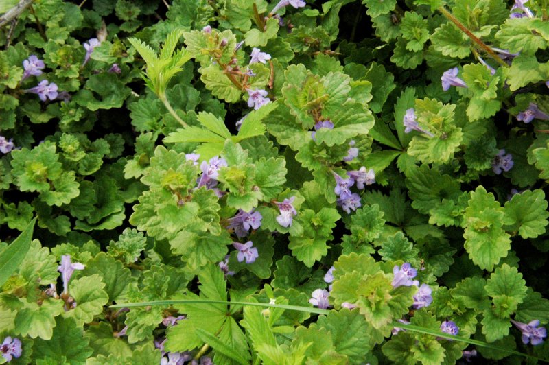 Глехома variegata (volmary)