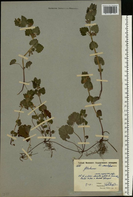 Lamium galeobdolon