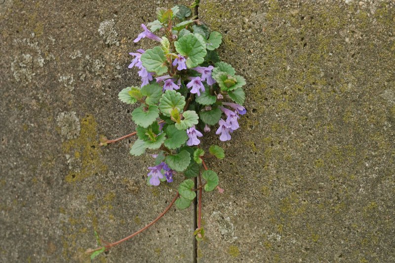 Будра плющевидная (Glechóma hederácea `variegata`)
