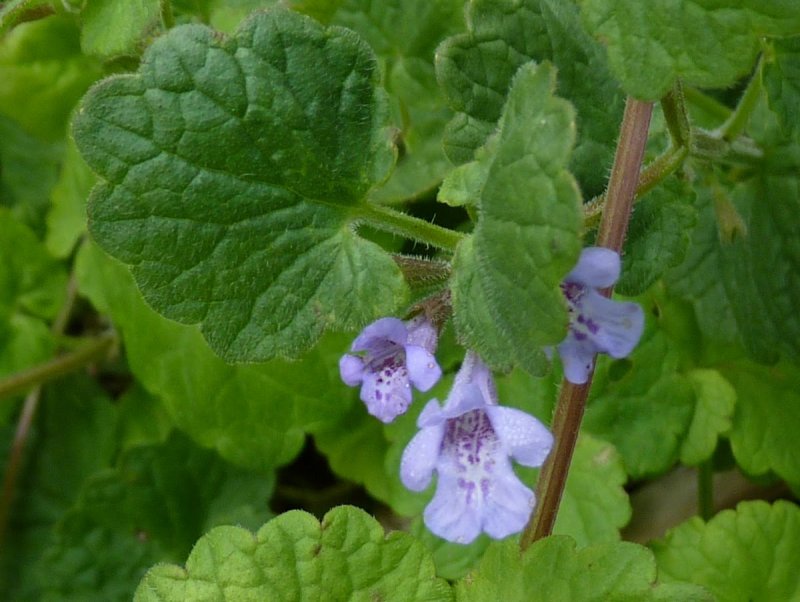 Будра плющевидная (Glechoma hederacea)