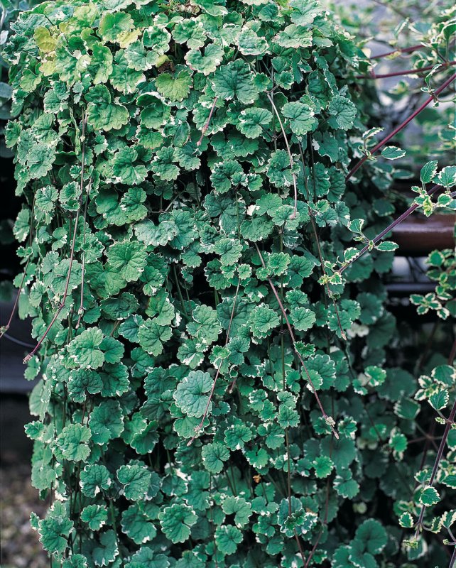 Будра плющевидная variegata