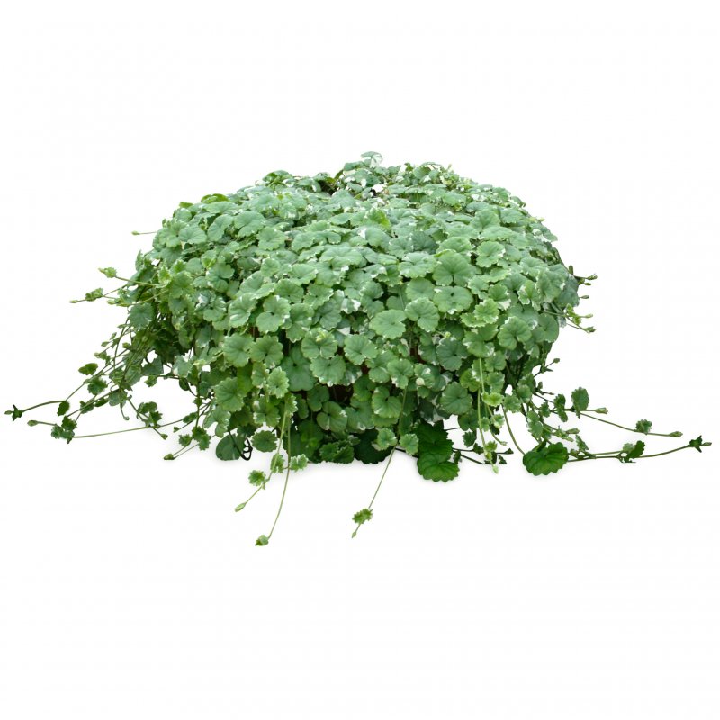Glechoma hederacea Плантариум
