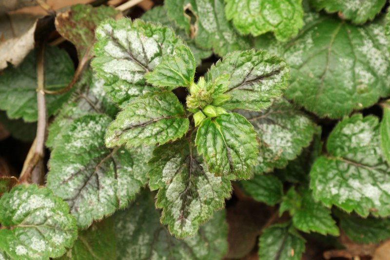 Glechoma hederacea