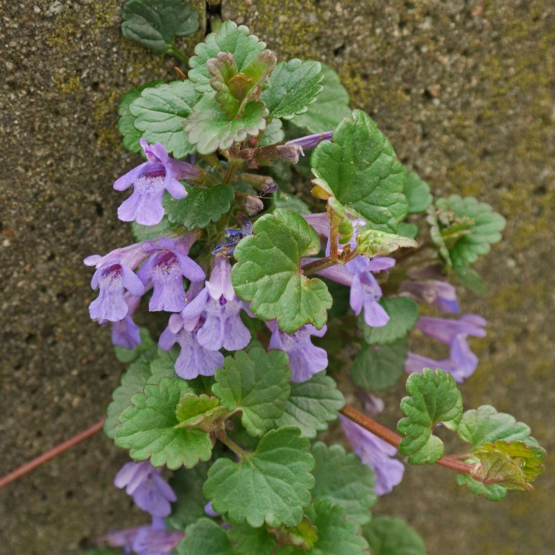 Glechoma hederacea