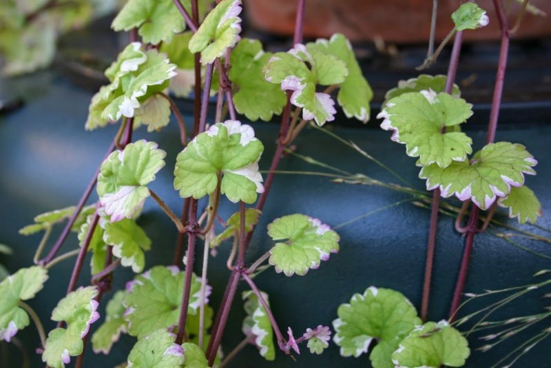 Пудра плющинистая variegata