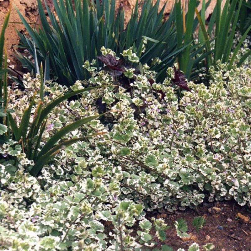 Glechoma hederacea variegata