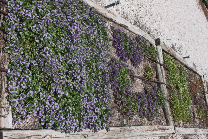 Будра плющевидная (Glechoma hederacea)