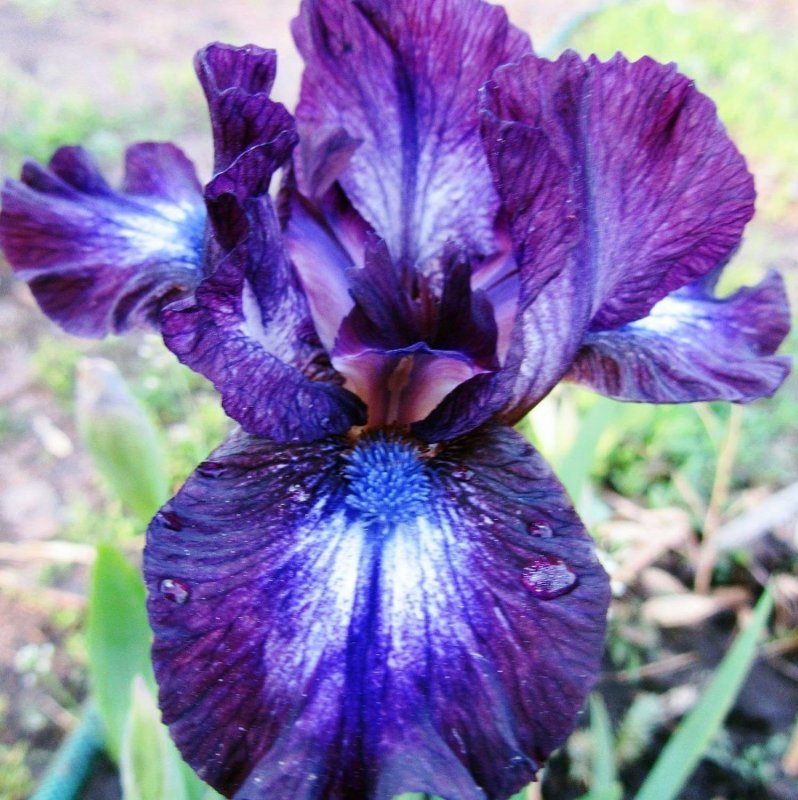 Ирис pumila Larrikin