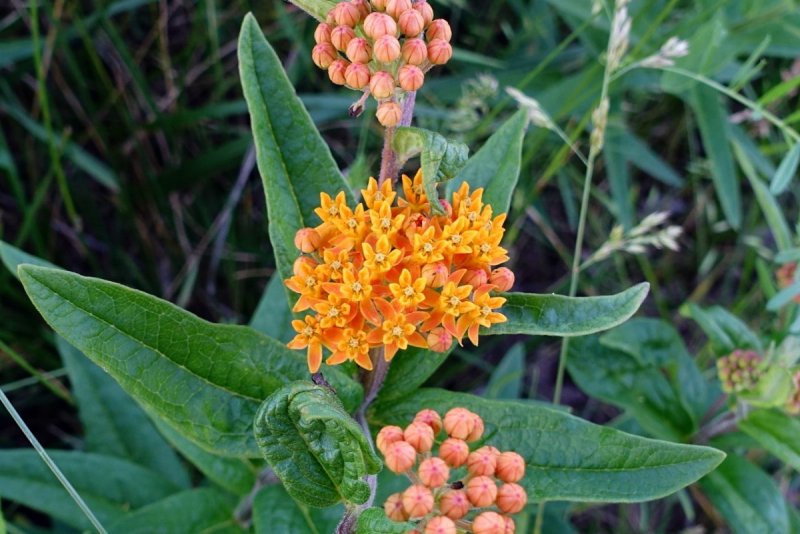 Ваточник Тубероза tuberosa