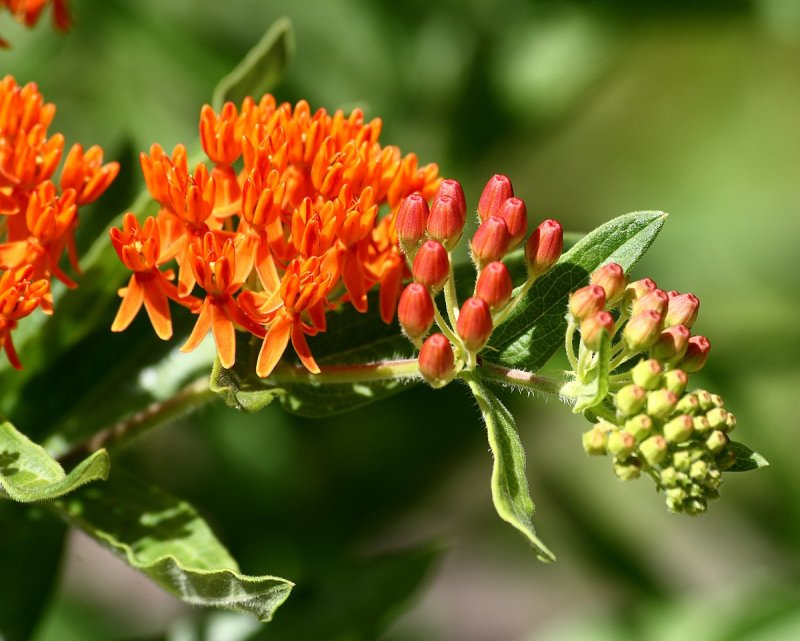 Ваточник Asclepias tuberosa