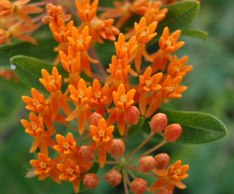 Асклепиас tuberosa